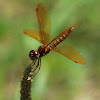 Eastern Amberwing Dragonfly