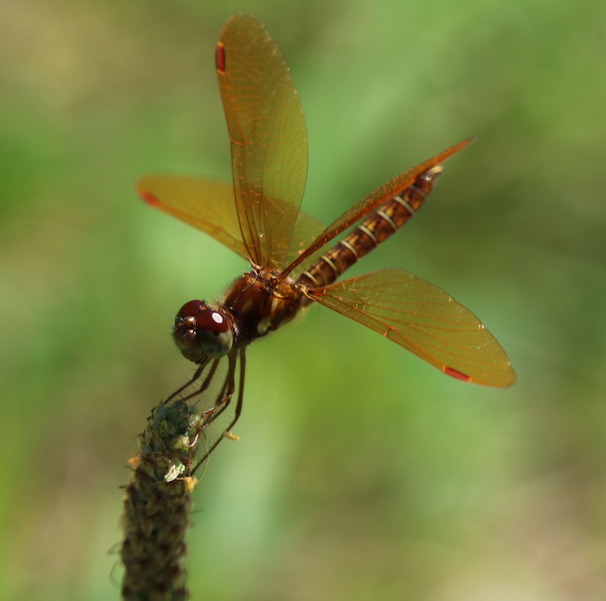 Eastern Amberwing Dragonfly