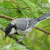 Cinereuous Tit