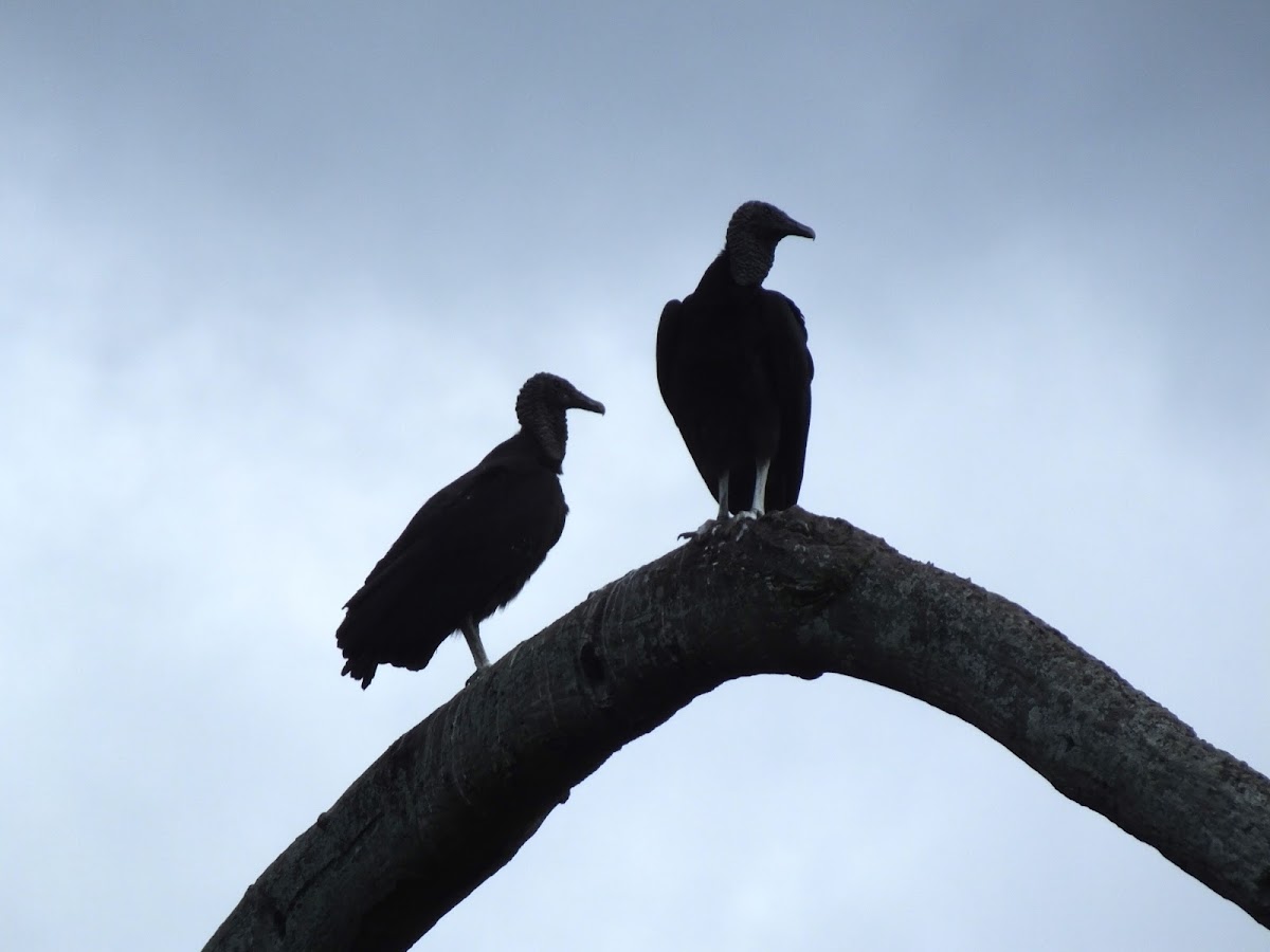 Black Vulture