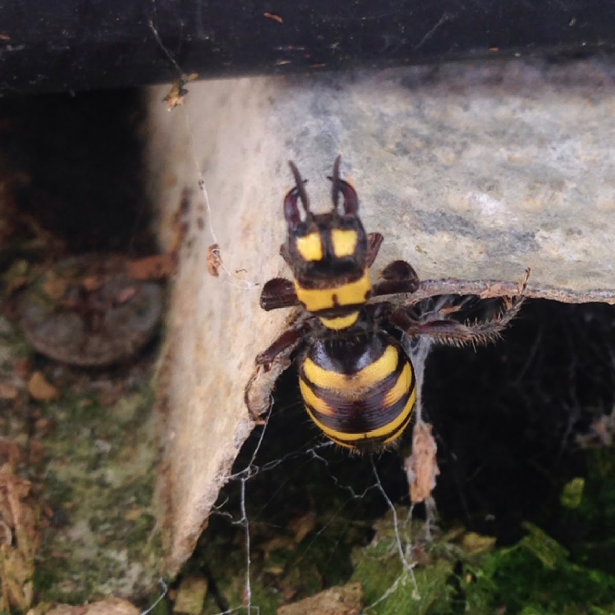 Flower wasp (female)