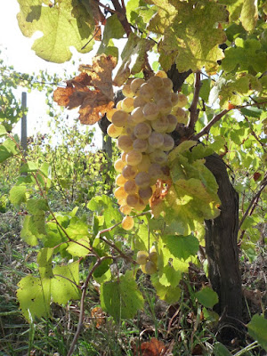 Vendemmia di decaban