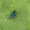 Avispa de barro azul / Blue mud dauber