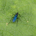 Avispa de barro azul / Blue mud dauber