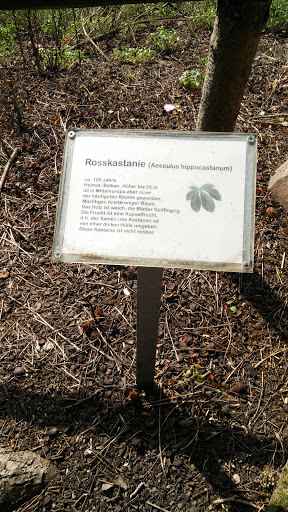 Rosskastanie