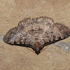 Erebidae moth