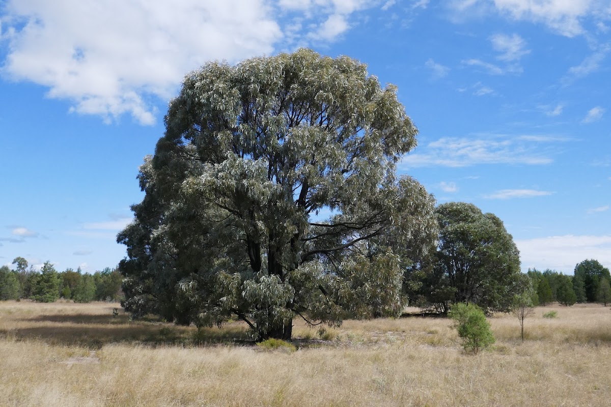 Brigalow