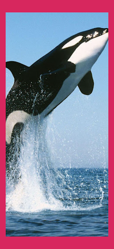 Screenshot Orca Whale Wallpaper Live HD