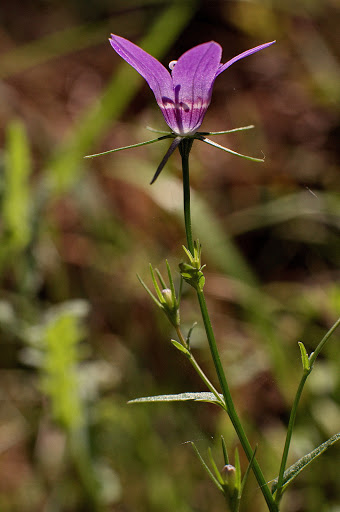 Campanula lusitanica