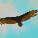 Turkey Vulture