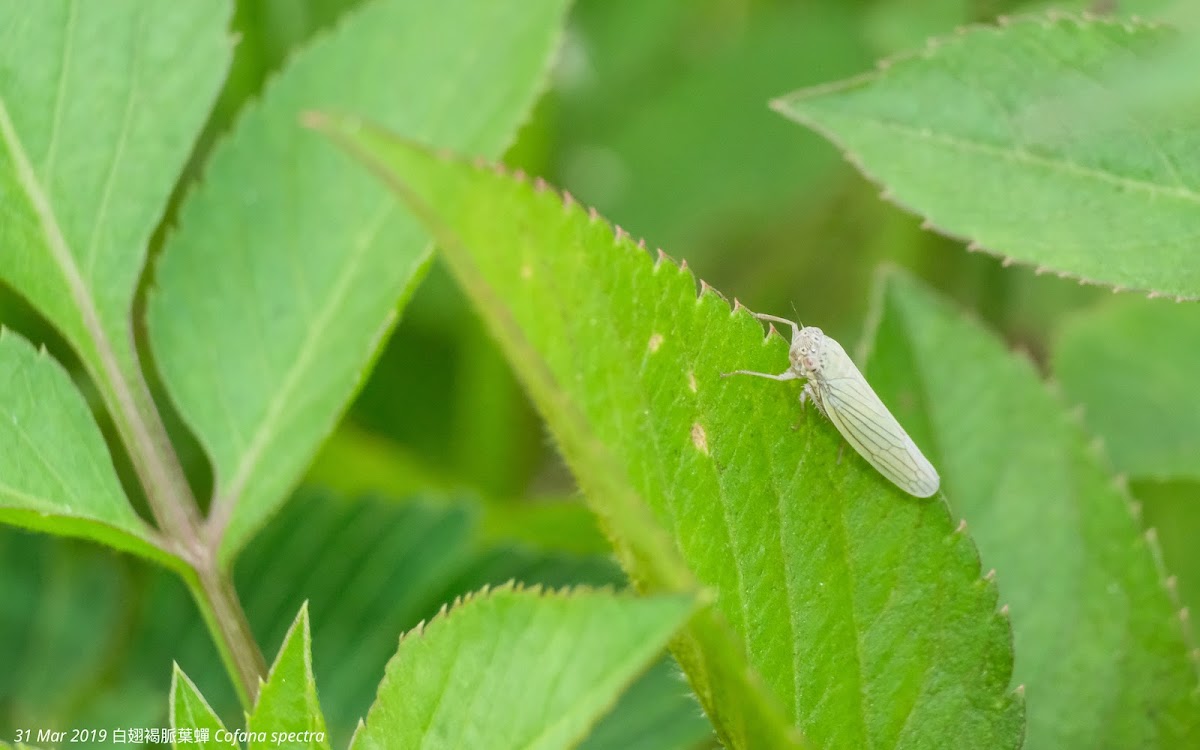 Cofana spectra 白翅褐脈葉蟬