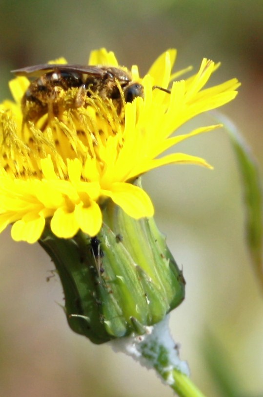 Tuffo nel giallo. di samysmile