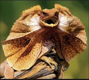 Various Reptiles(圖4)-速報App