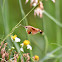 Hummingbird hawk moth