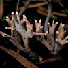 Xylaria Fungi