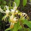 Japanese Honeysuckle