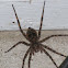 Wolf Spider