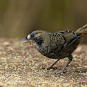 Rufous-chinned Laughingthrush