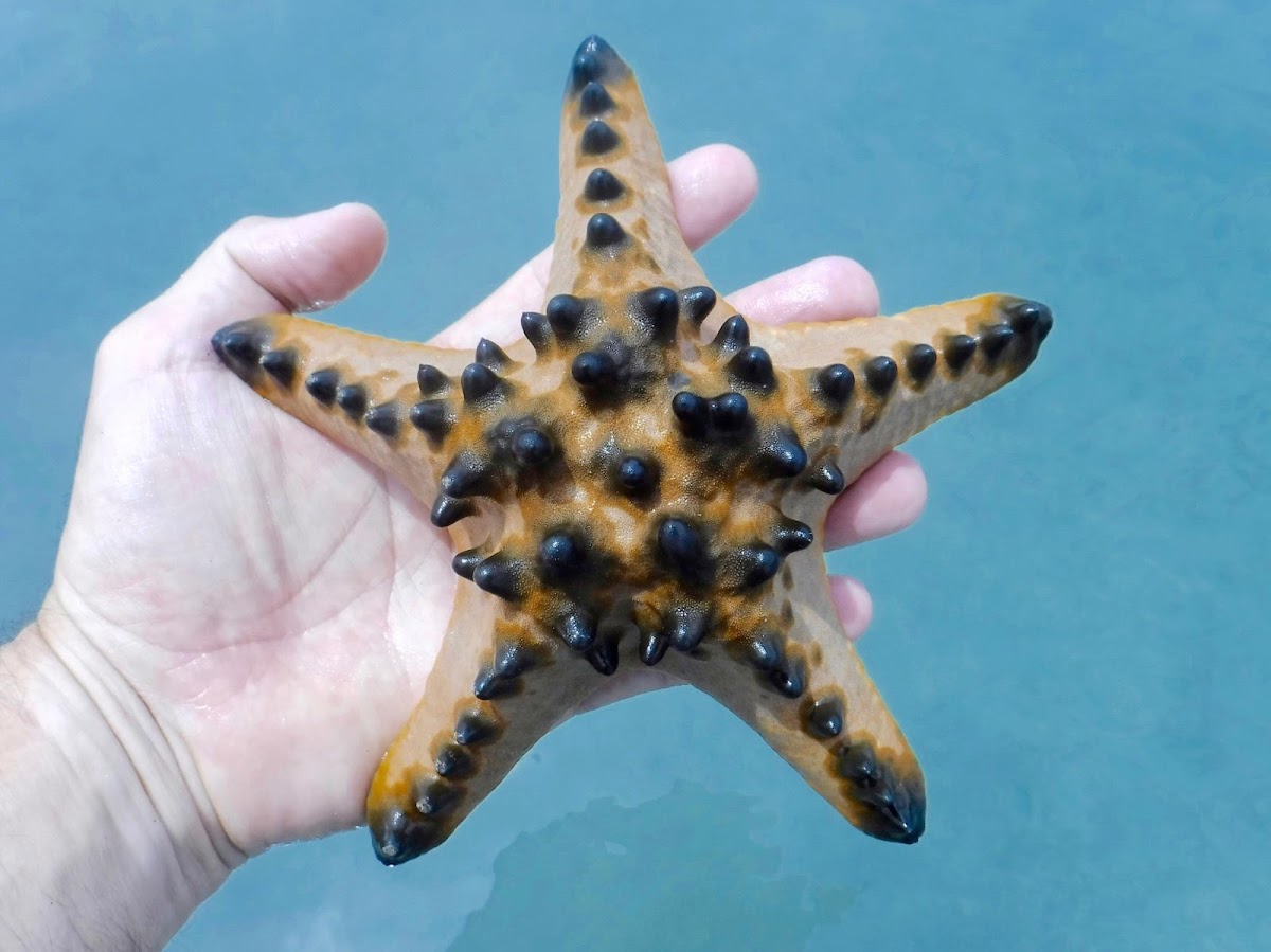 Horned Sea Star