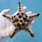 Horned Sea Star