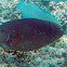 Palefin Unicornfish