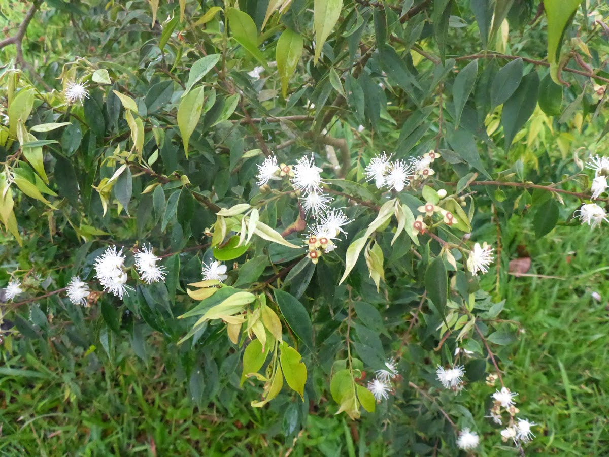 myrcia popayanensis