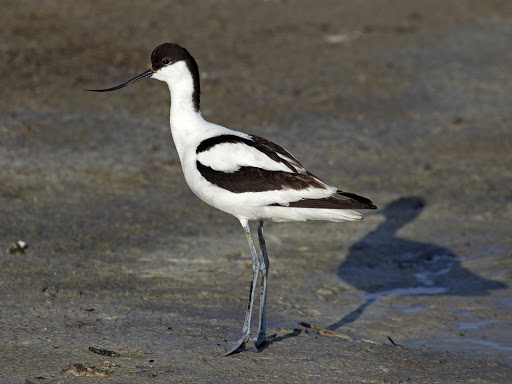 Avocet Live Wallpaper