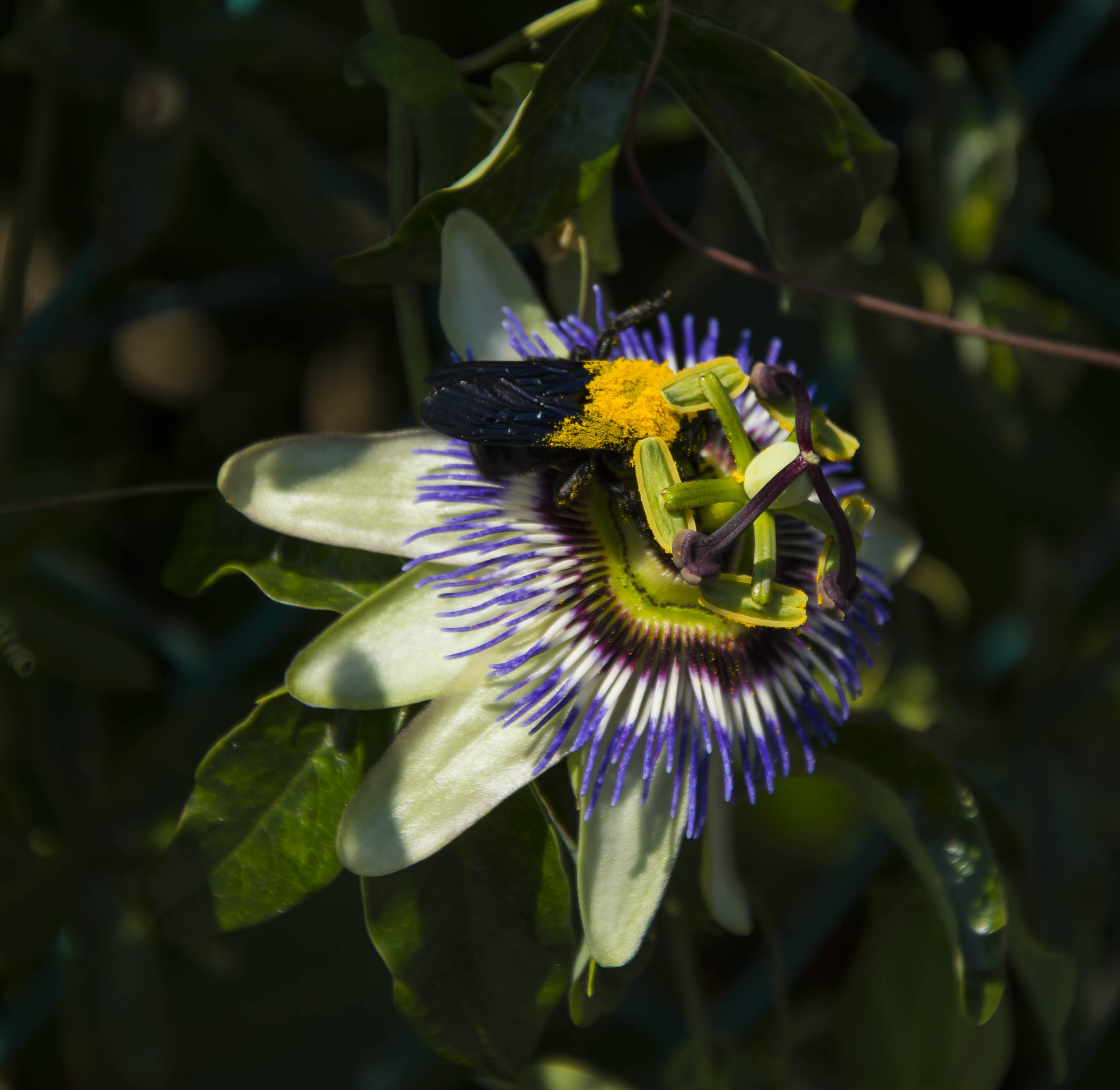 l'impollinatore mascherato di Fabry