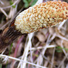 Common horsetail