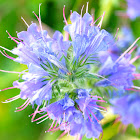 viper's bugloss, Natternköpfe