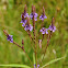 Blue Vervain