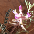 Pursh's milkvetch