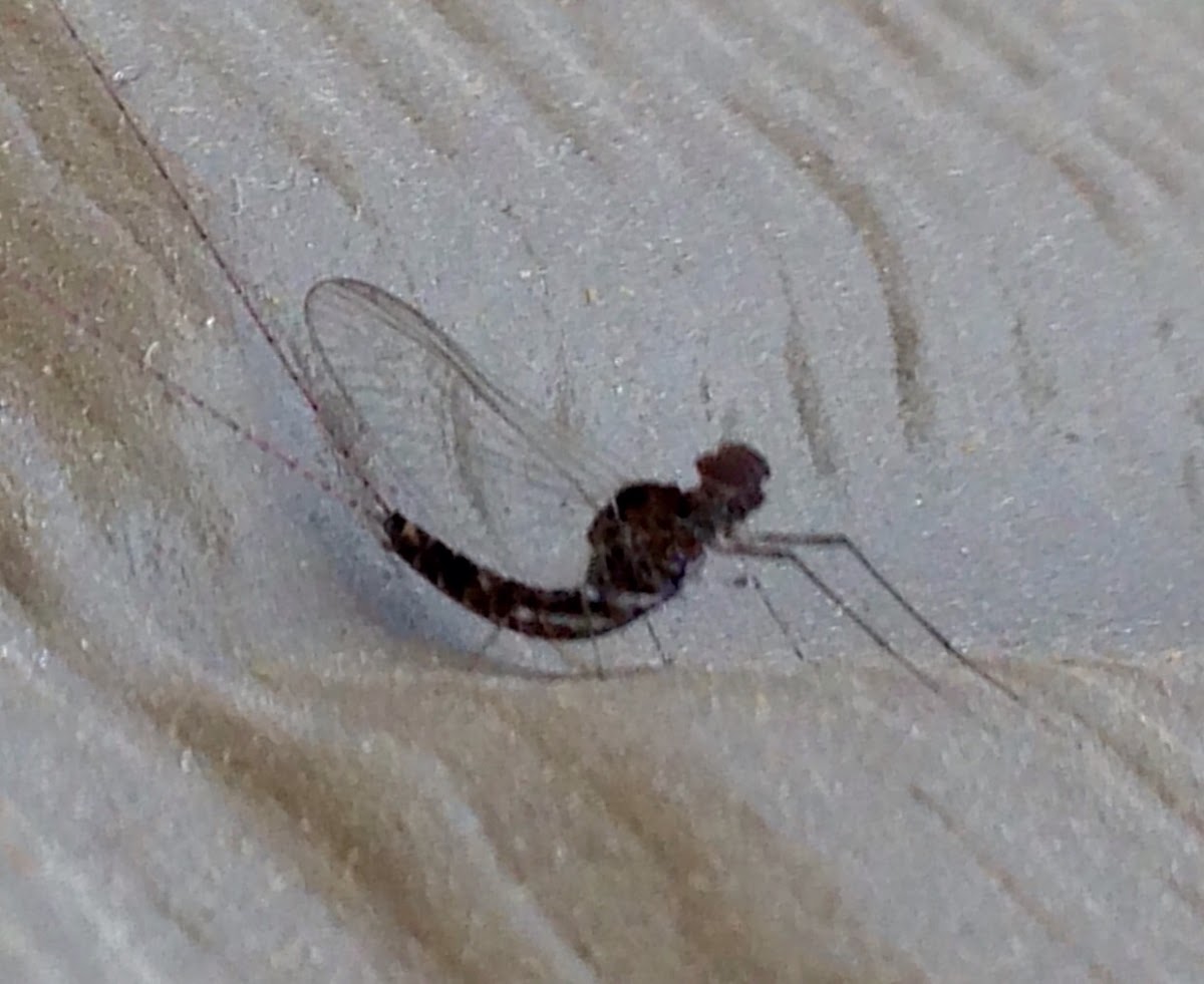 Blue-winged Olive Mayfly