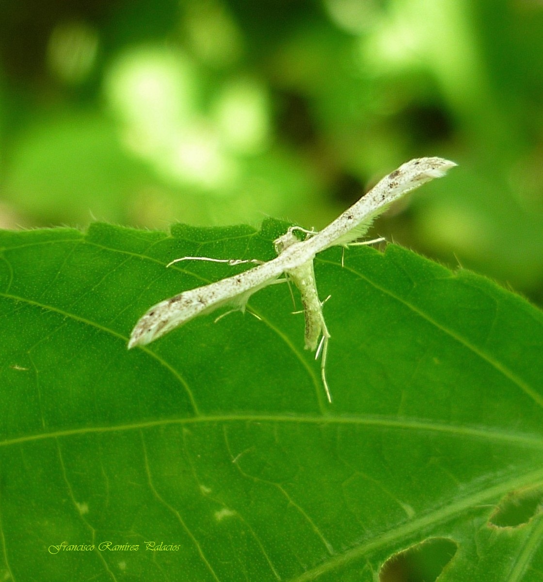 Plume Moth