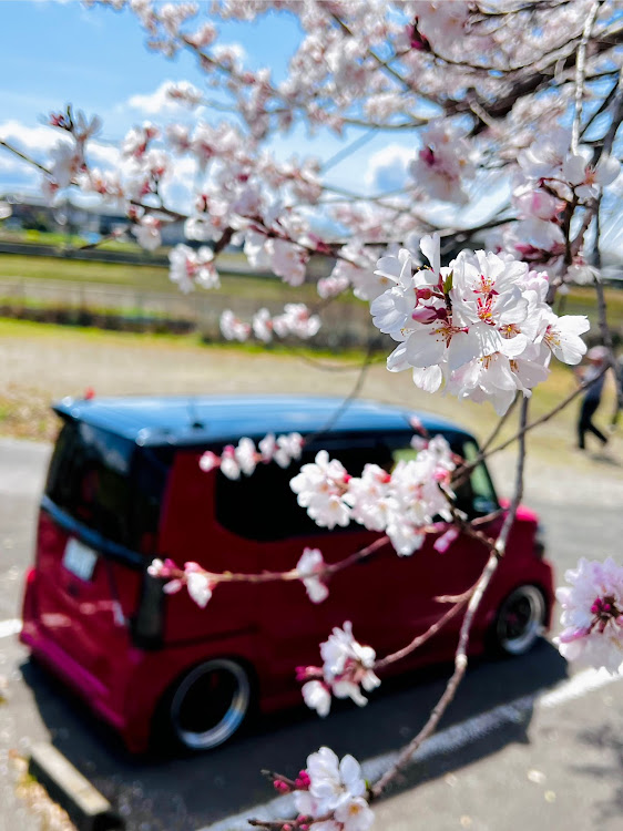 Nボックスカスタムのいつもイイネ&コメントありがとうございます🙇‍♂️・サクラと愛車・さくらパトロール2025・中京彪真一族交通安全祈願に関するカスタム事例の投稿画像3枚目