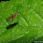 Poor little Crane Fly covered in Mites