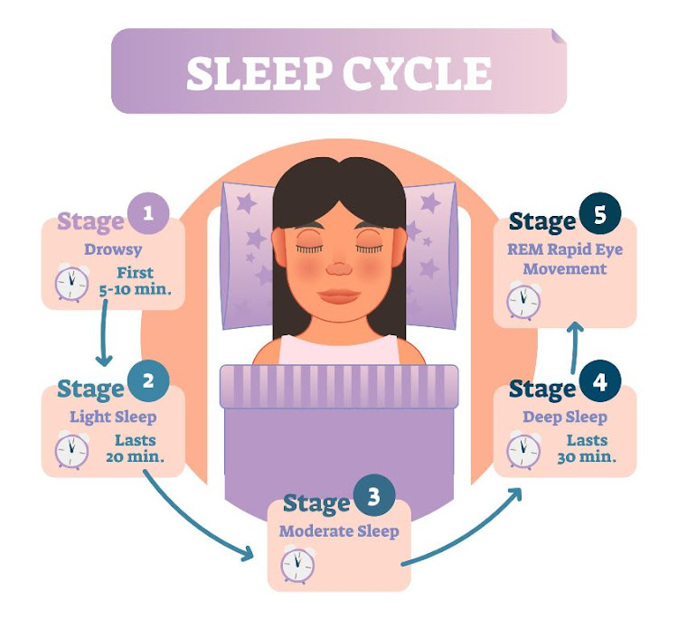 The stages of sleep.