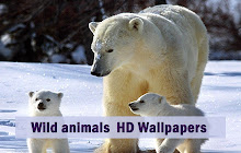 Wild Animals Wallpaper HD Custom New Tab small promo image