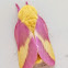 Rosy Maple Moth