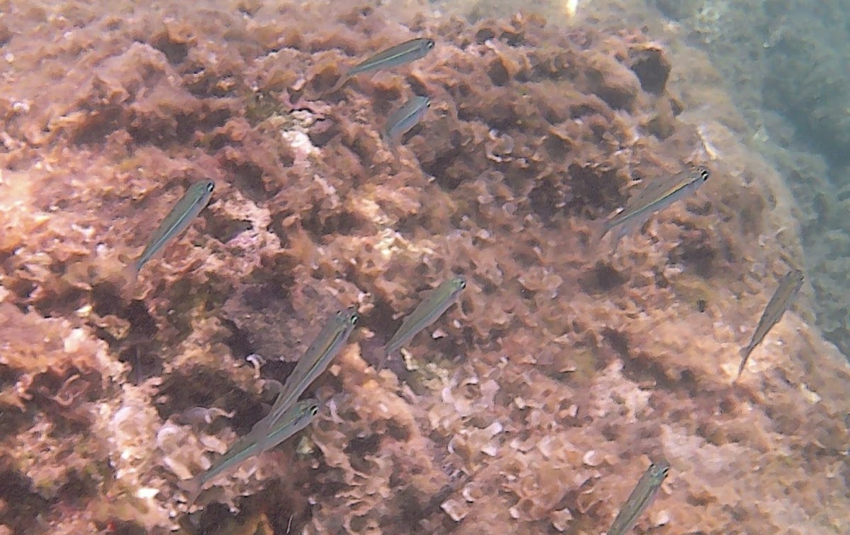 Mediterranean Sand Smelt