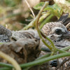 Zebra Dove Chick