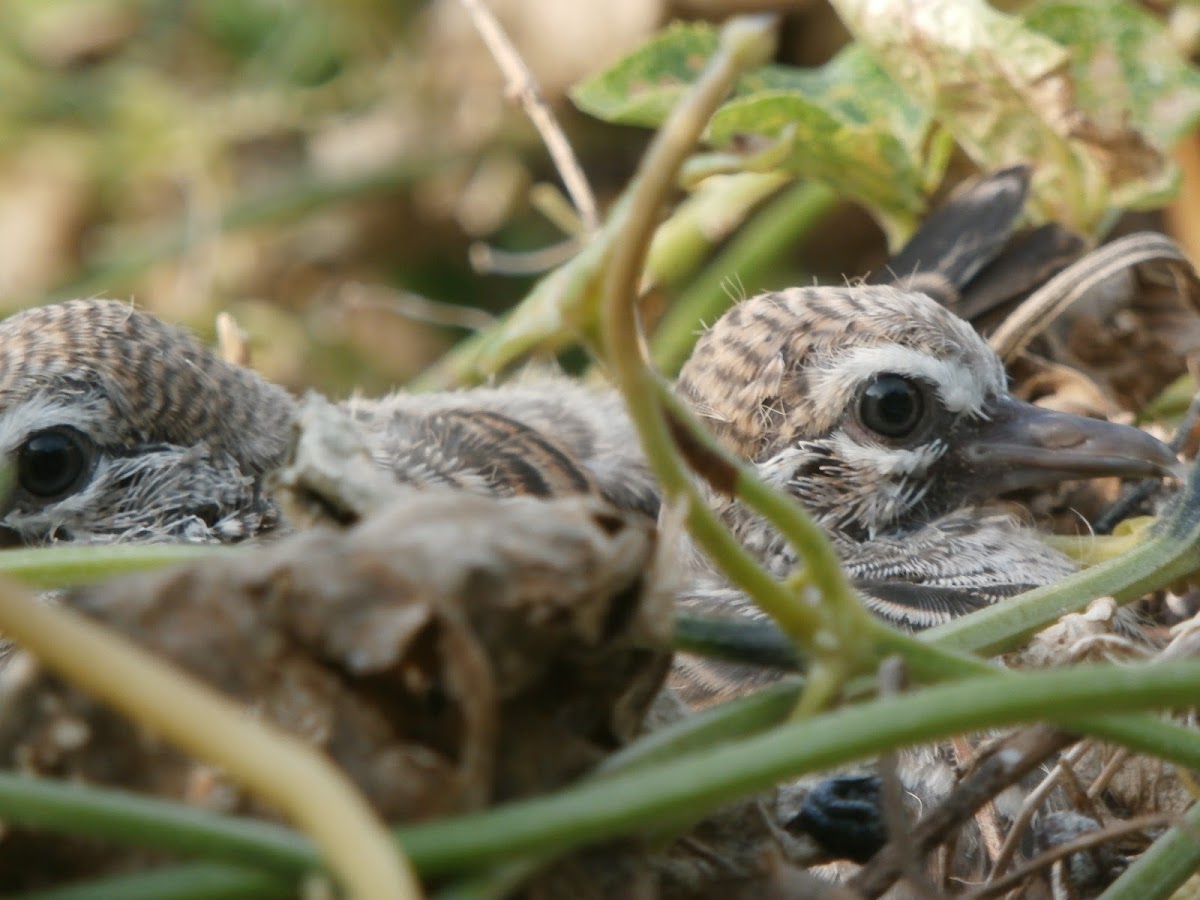 Zebra Dove Chick