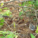 Blue-Gray Gnatcatcher