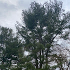 Eastern white pine