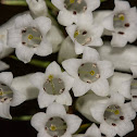 Common Heath (white form)