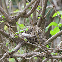 Red Shrike's nest