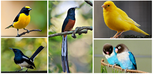 Suara Burung Pleci Gacor Offline Apk 1 0 Download Apk