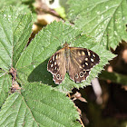 Speckled wood butterfly