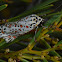 Heliotrope Moth