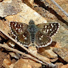 Orbed Red-underwing Skipper